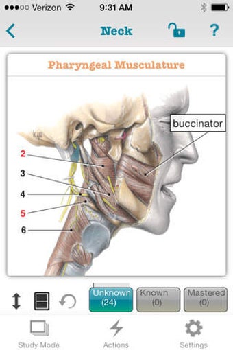 Image 0 for MOORE Clinical Anatomy Fl…