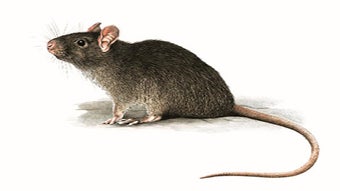 Image 0 for Anti Rat Pro