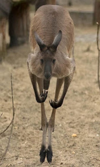 Image 3 for Kangaroo Wallpaper