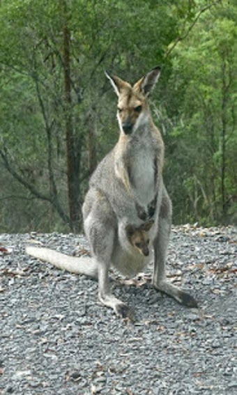 Image 2 for Kangaroo Wallpaper