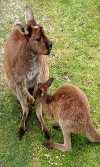 Image 0 for Kangaroo Wallpaper