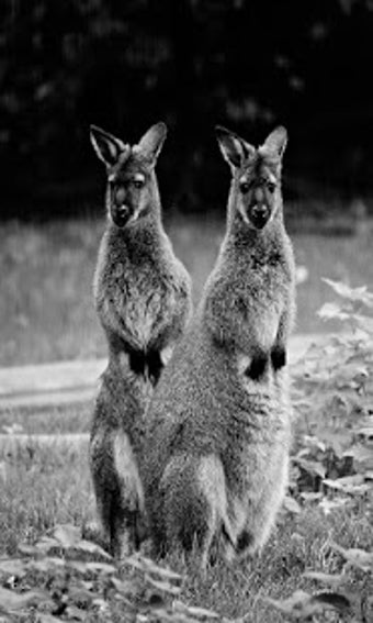 Image 1 for Kangaroo Wallpaper