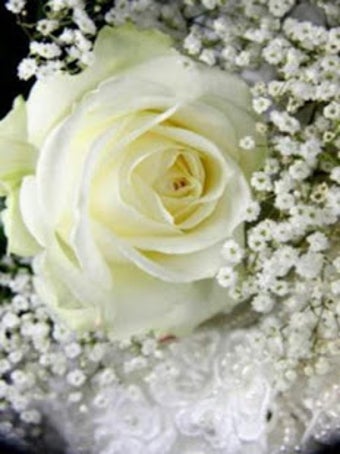 Image 3 for Roses And Flowers