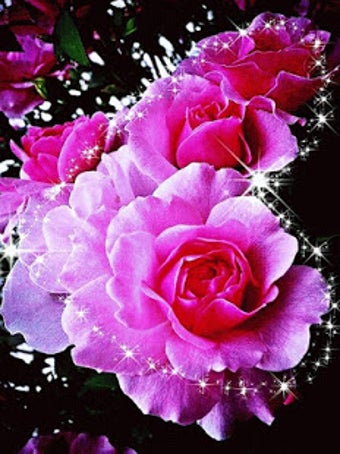 Image 1 for Roses And Flowers