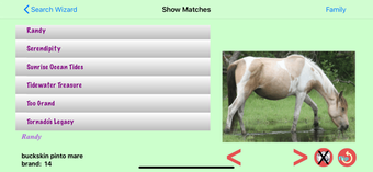 Image 3 for Chincoteague Pony Names