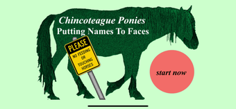 Image 0 for Chincoteague Pony Names