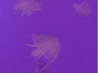 Imagen 0 para 3D Moon Jellies