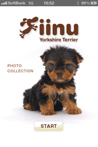 Imagen 0 para Look!YorkshireTerrier