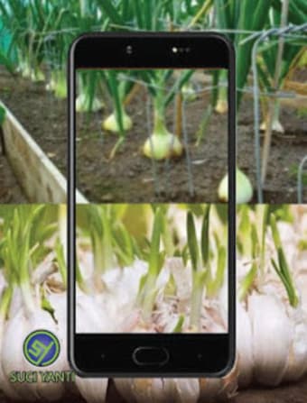 Image 2 for Garlic Farmers Success