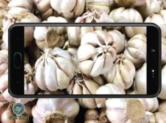 Image 0 for Garlic Farmers Success