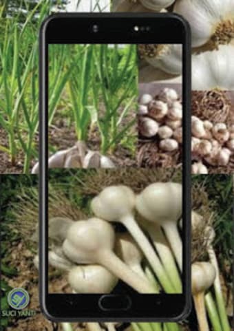 Image 1 for Garlic Farmers Success