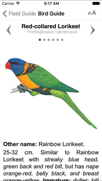 Image 0 for Pizzey and Knight Birds o…