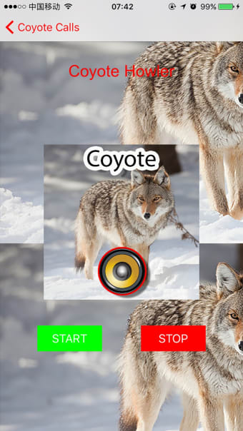 Image 2 for Real Coyote Hunting Calls…