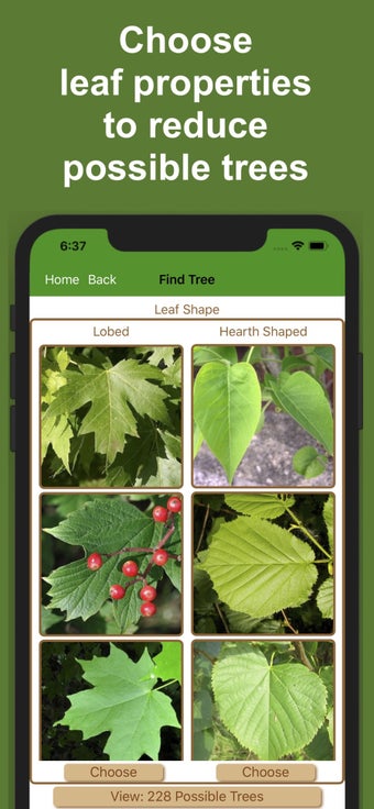 Image 0 for Forest Tree Identificatio…