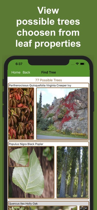 Image 0 for Forest Tree Identificatio…