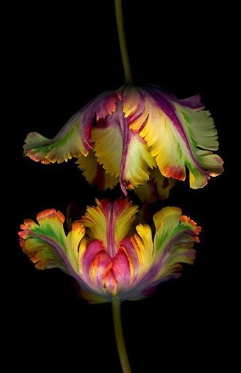Image 1 for Exotic Flowers