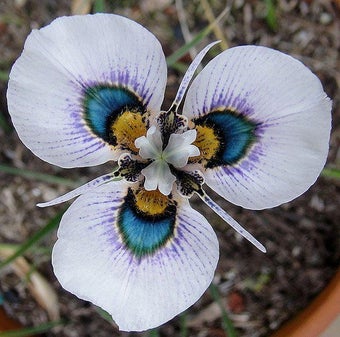 Image 2 for Exotic Flowers