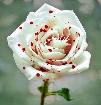 Image 0 for Exotic Flowers