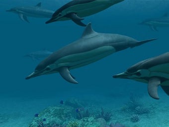 Imagen 0 para Dolphins 3D Screensaver a…