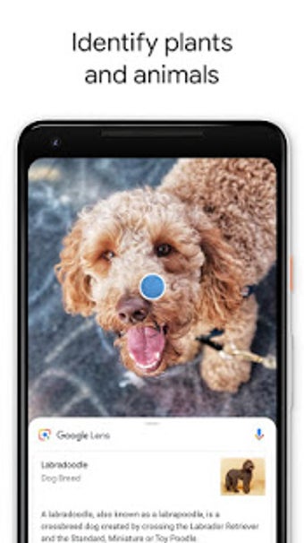 Image 0 for Google Lens