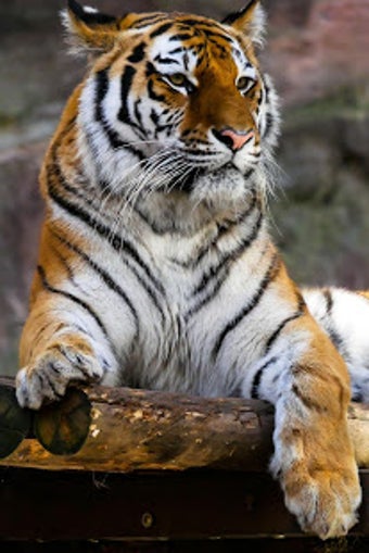 Image 3 for Tiger Wallpaper HD : back…