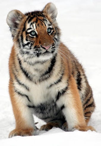 Image 0 for Tiger Wallpaper HD : back…