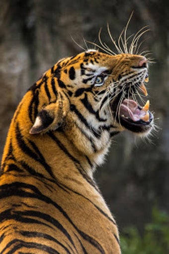 Image 1 for Tiger Wallpaper HD : back…