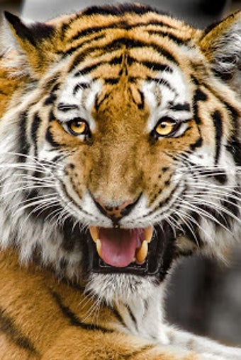 Image 2 for Tiger Wallpaper HD : back…