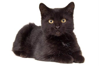 Image 0 for Talking Black Cat