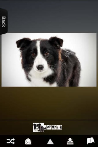 Image 0 for Dog Breeds Collection
