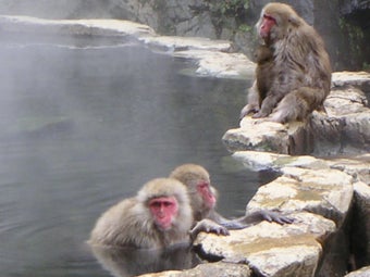 Image 0 for Monkey Saver