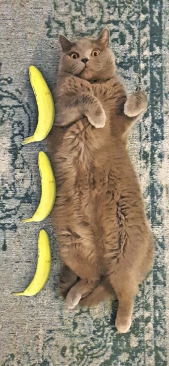 Image 0 for Banana For Scale - Pro