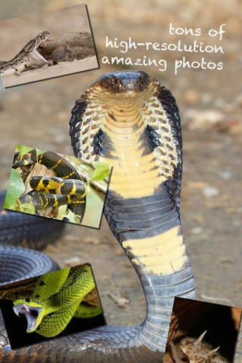 Image 0 for THE SNAKES