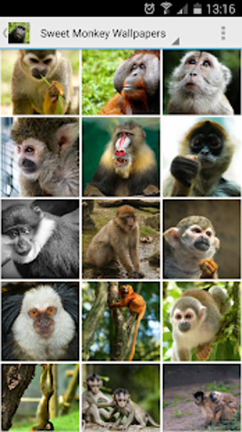 Imagen 0 para Sweet Monkey Wallpapers