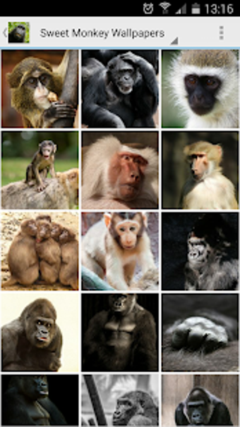 Imagen 1 para Sweet Monkey Wallpapers