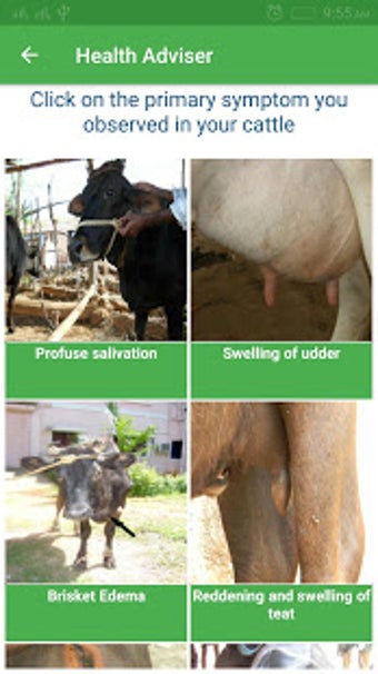 Image 3 for Cattle Expert System