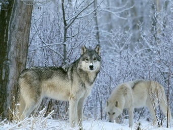 Image 2 for Wolf Wallpaper