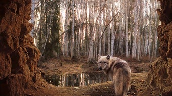 Image 0 for Wolf Wallpaper