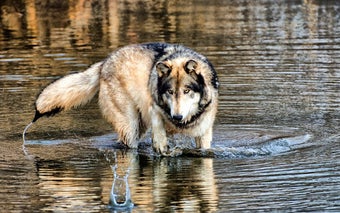 Image 1 for Wolf Wallpaper