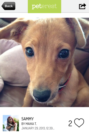 Image 0 for Peterest - Pet Image Gall…