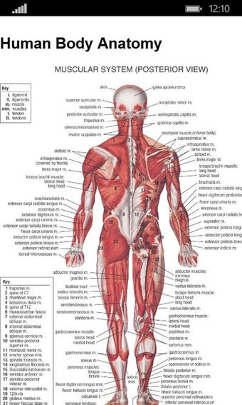 Imagen 1 para Anatomy Atlas Free for Wi…