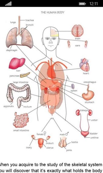 Imagen 0 para Anatomy Atlas Free for Wi…