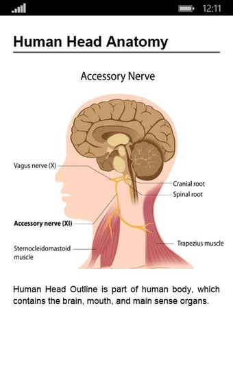 Imagen 1 para Anatomy Atlas Free for Wi…