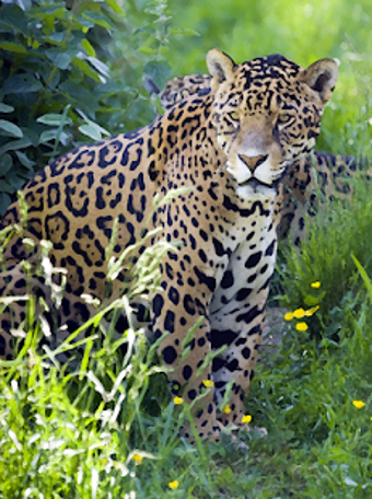 Image 2 for Jaguar (Animal) sounds ~ …