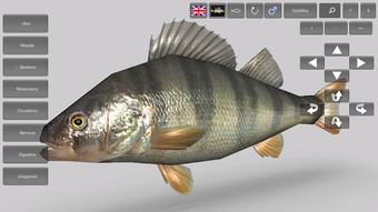 Image 2 for 3D Fish Anatomy