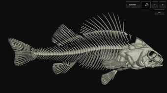 Image 1 for 3D Fish Anatomy
