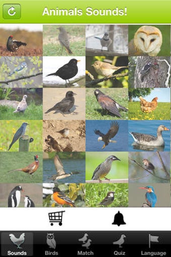 Image 0 for AudioZoo: Bird Songs