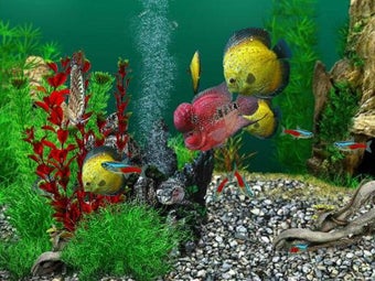 Image 1 for AquaLife 3D