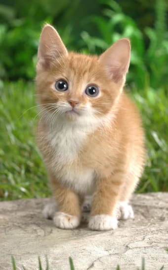 Image 0 for Cat Kittens Live Wallpape…