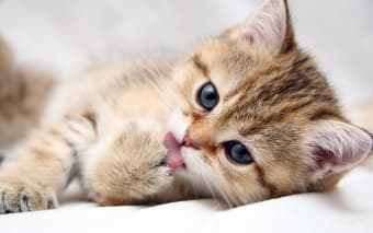 Image 1 for Cat Kittens Live Wallpape…